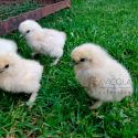 Pollito/a de hasta 2 semanas Sedosa del Japon SIN SEXAR