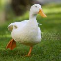 Pato Comun Macho