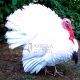 Pavo Blanco