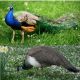 Pavo Real Pareja