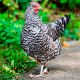 Gallina Barred Rock