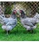 Gallina Biblue
