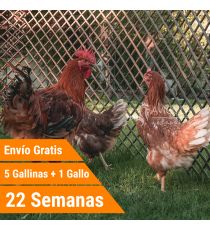 Oferta 5 bignee + Gallo + Portes Incluidos