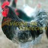 Gallo Biblue