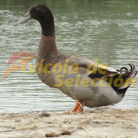 Pato Khaki Campbell