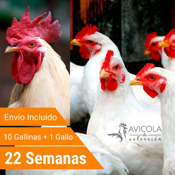 Oferta 11 Leghor + Gallo + Portes Incluidos