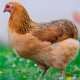 Gallina Araucana