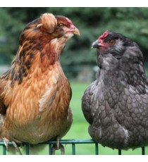 Gallina Araucana