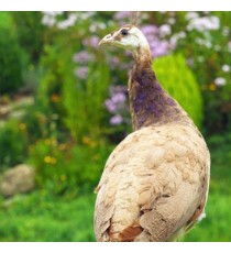 Pavo real violeta