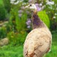Pavo real violeta