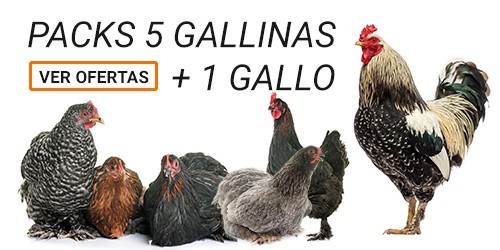 Packs 5 Gallinas + 1 Gallo